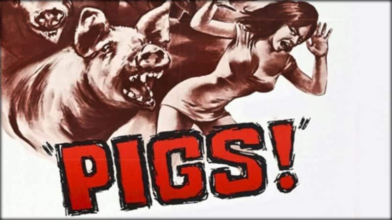 Pigs 1