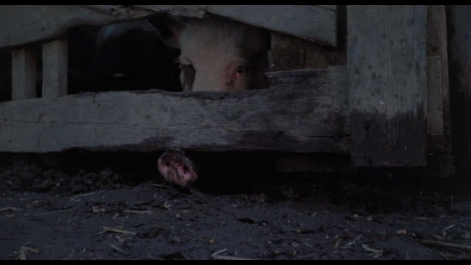 Horror Movie Review Pigs (1973) GAMES, BRRRAAAINS & A HEADBANGING LIFE