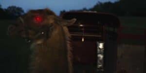 Horror Movie Review Llamageddon 2015 Games Brrraaains A Head