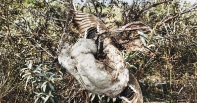 Album Review: Puke Wolf – Descend (Various Labels)